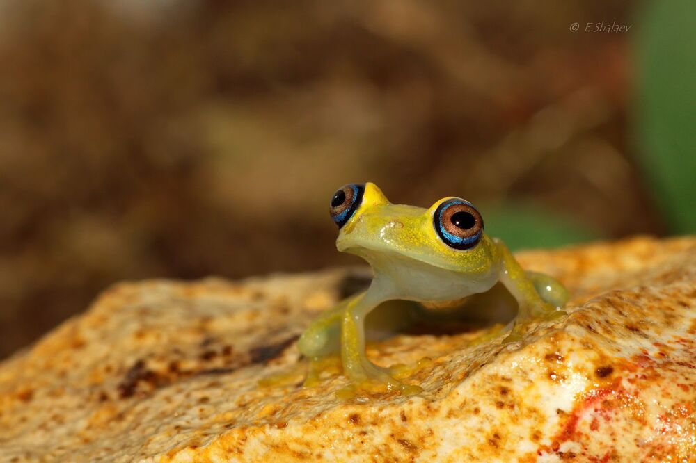 Боофис зеленый - Boophis viridis