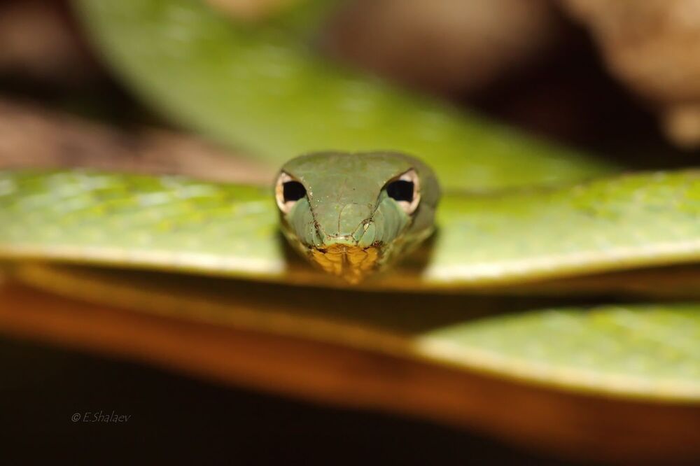 Плетевидная змея - Ahaetulla nasuta