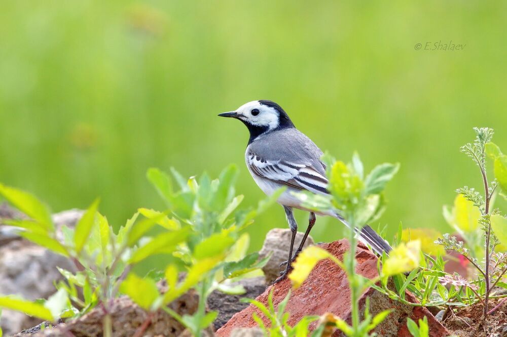 Белая трясогузка - Motacilla alba