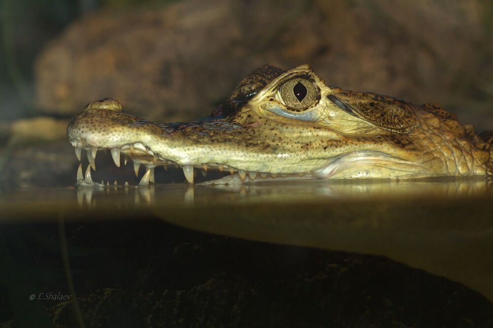 Кайман крокодиловый - Caiman crocodilus