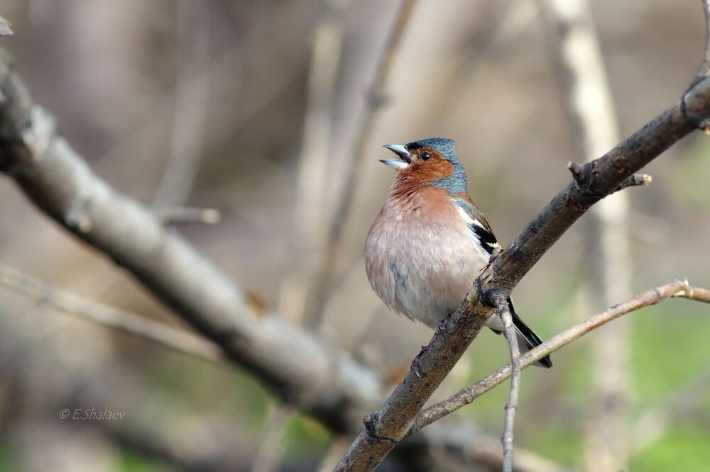 Зяблик - Fringilla coelebs