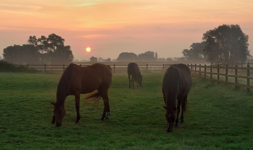 A summer morning.