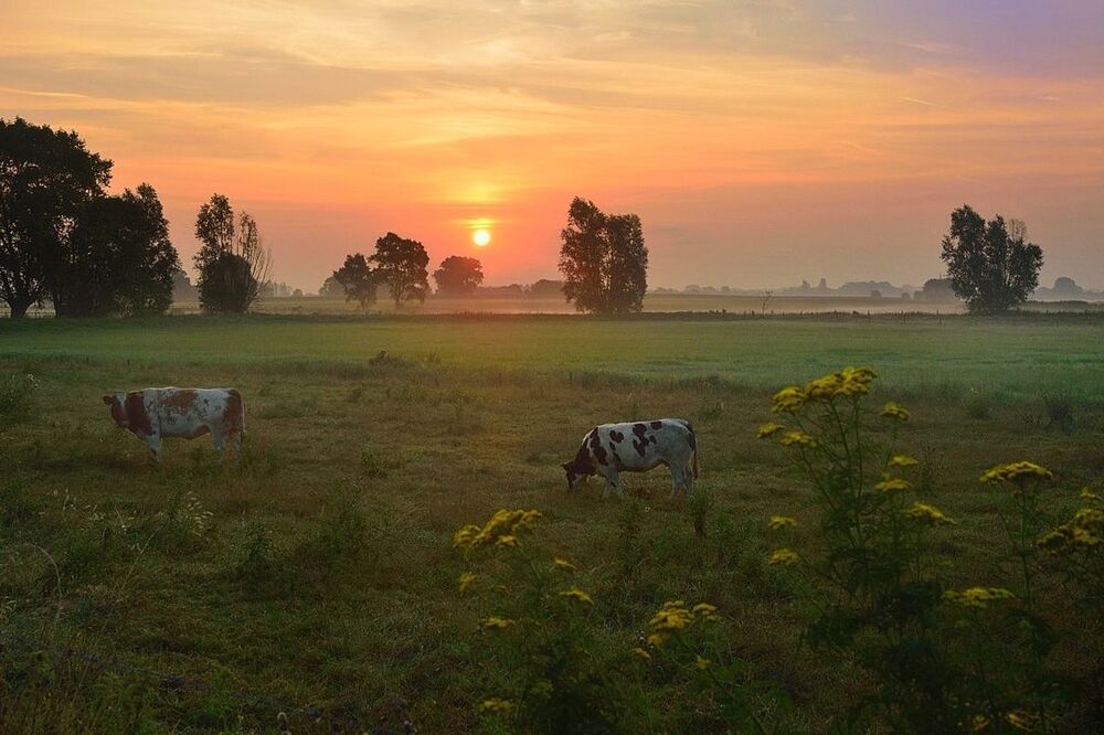 A summer morning.