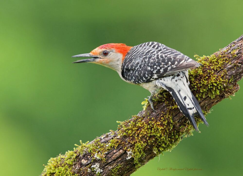 Каролинский меланерпес (Red-bellied Woodpecker) &mdash; небольшая птица отряда дятлообразных.
Имеет характерную окраску оперения &mdash; серо-белую грудку, красный верх головки, темную спинку и крылья с множественными светлыми полосками разной длины.
Питается как и другие дятлообразные насекомыми.