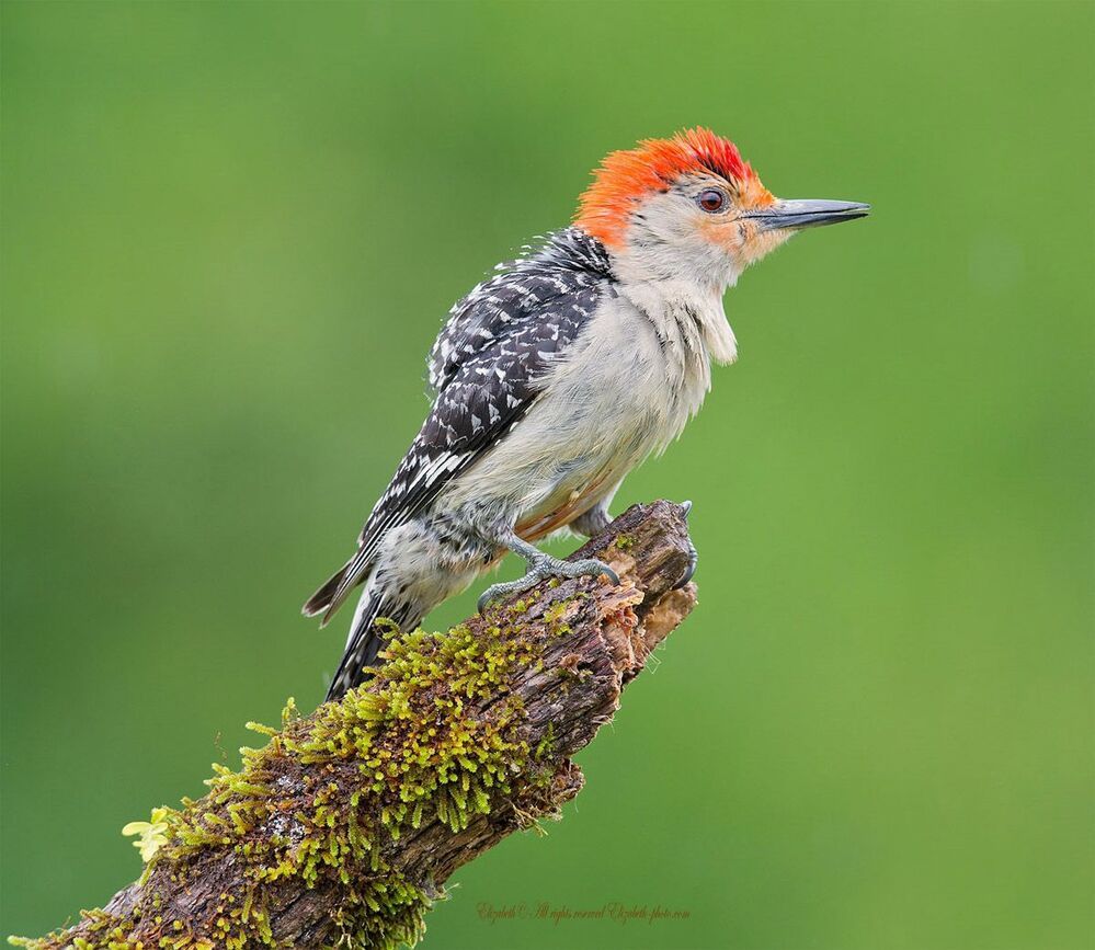 Дятлы - (Каролинский меланерпес - Red-bellied Woodpecker)