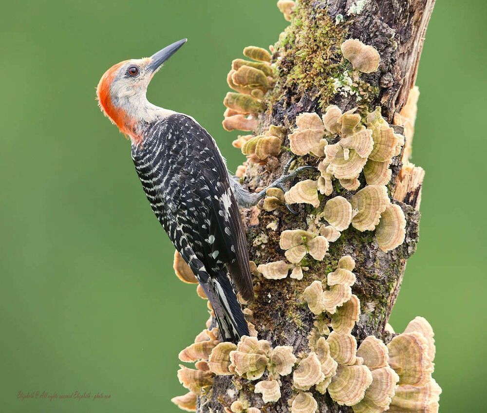 Дятлы - (Каролинский меланерпес - Red-bellied Woodpecker)