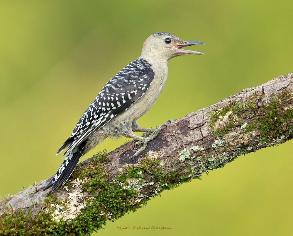 Дятлы - (Каролинский меланерпес - Red-bellied Woodpecker)