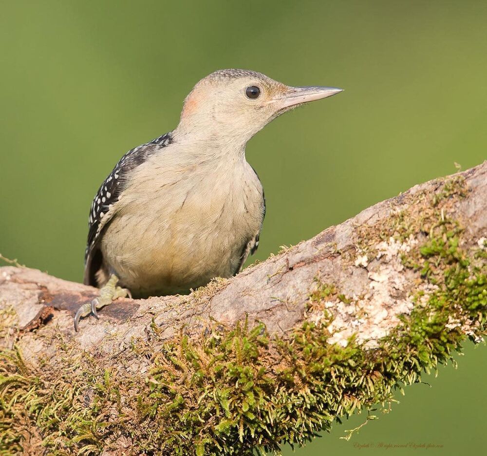 Дятлы - (Каролинский меланерпес - Red-bellied Woodpecker)