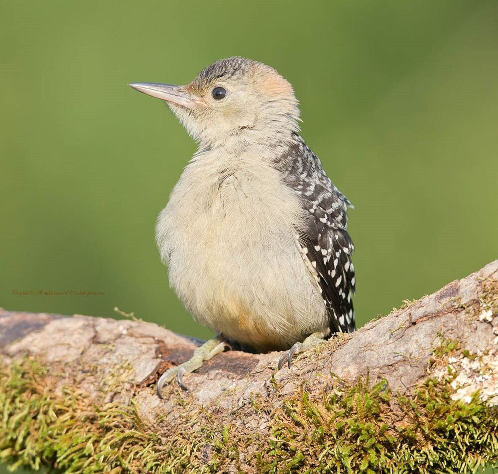 Дятлы - (Каролинский меланерпес - Red-bellied Woodpecker)