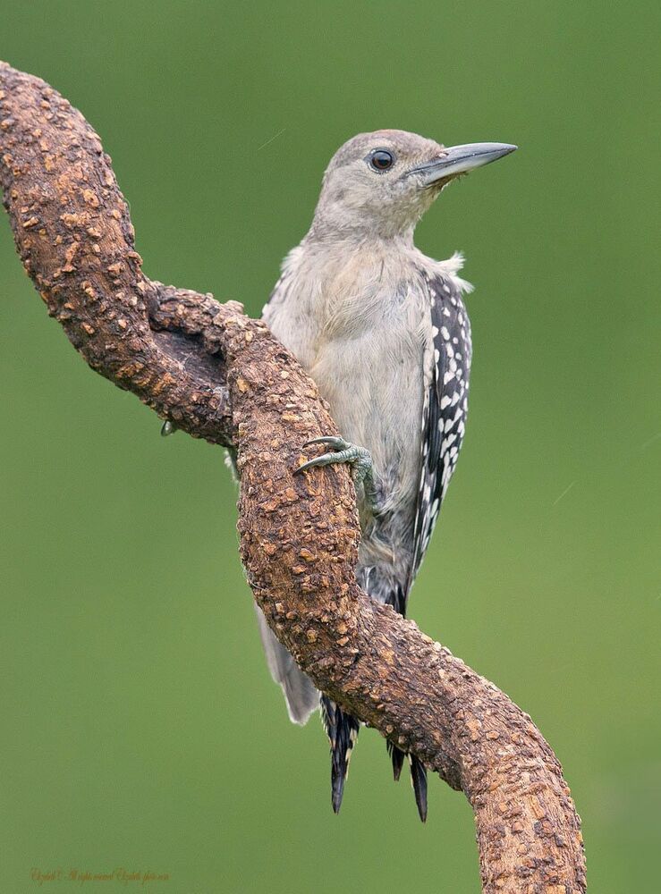 Дятлы - (Каролинский меланерпес - Red-bellied Woodpecker)