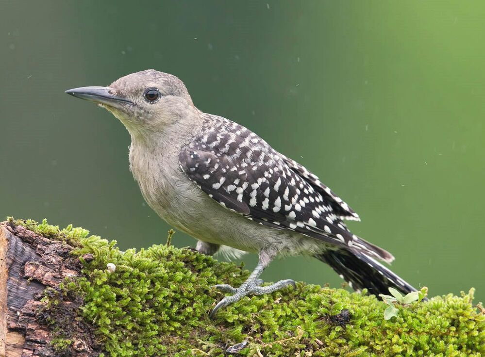 Дятлы - (Каролинский меланерпес - Red-bellied Woodpecker)