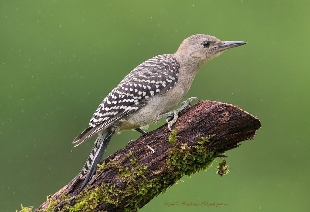 Дятлы - (Каролинский меланерпес - Red-bellied Woodpecker)