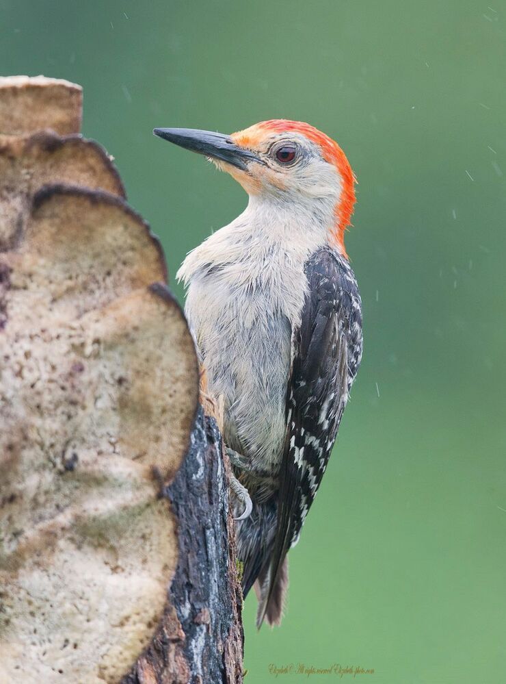 Дятлы - (Каролинский меланерпес - Red-bellied Woodpecker)