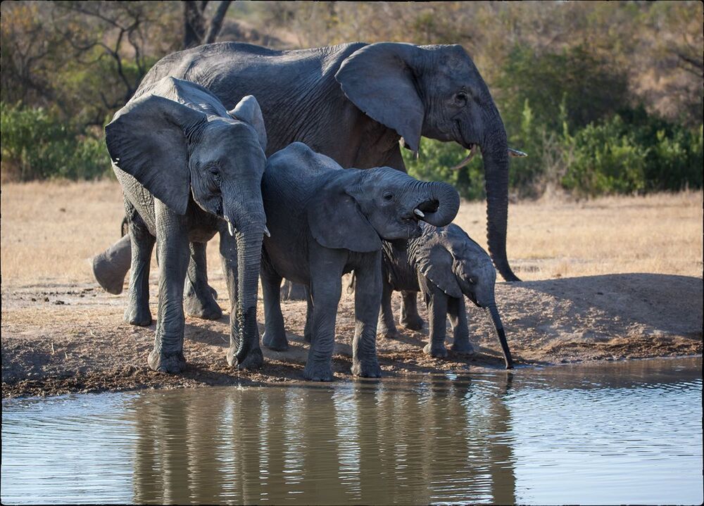 Family