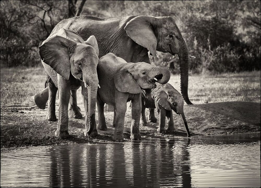 Family