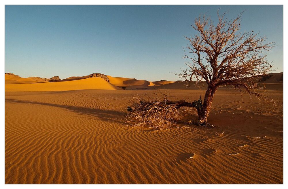 Desert flower