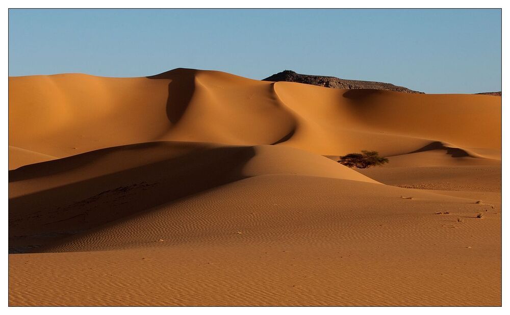 Desert flower