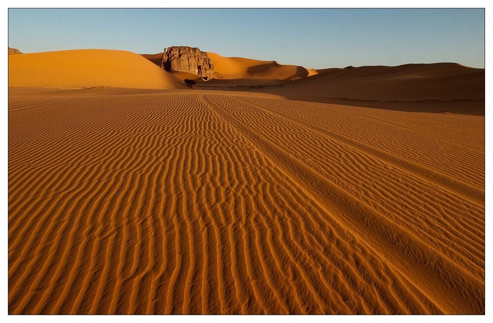 Desert flower