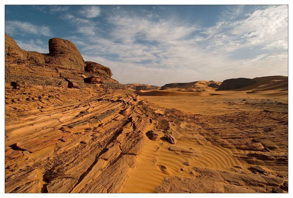 Desert flower