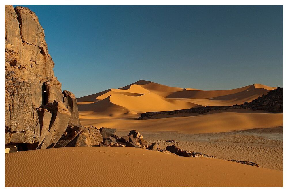 Desert flower