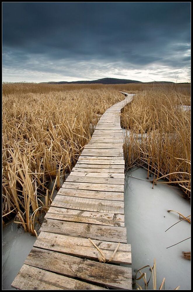 Away - Dragoman swamp,Bulgaria