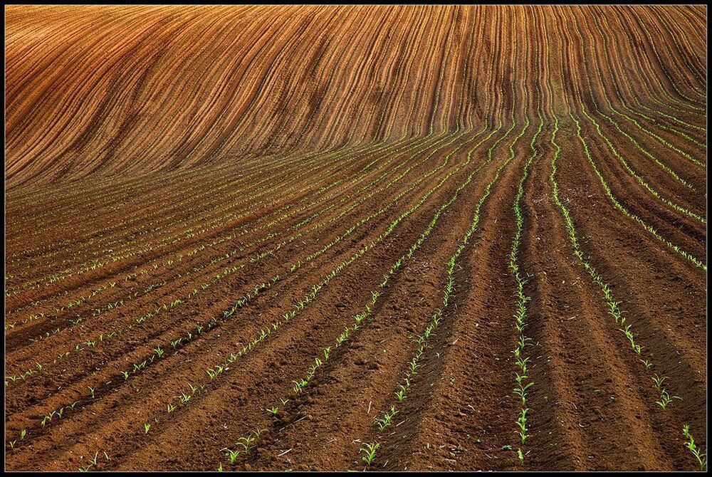 Corn fields - Dobrudza,Bulgaria