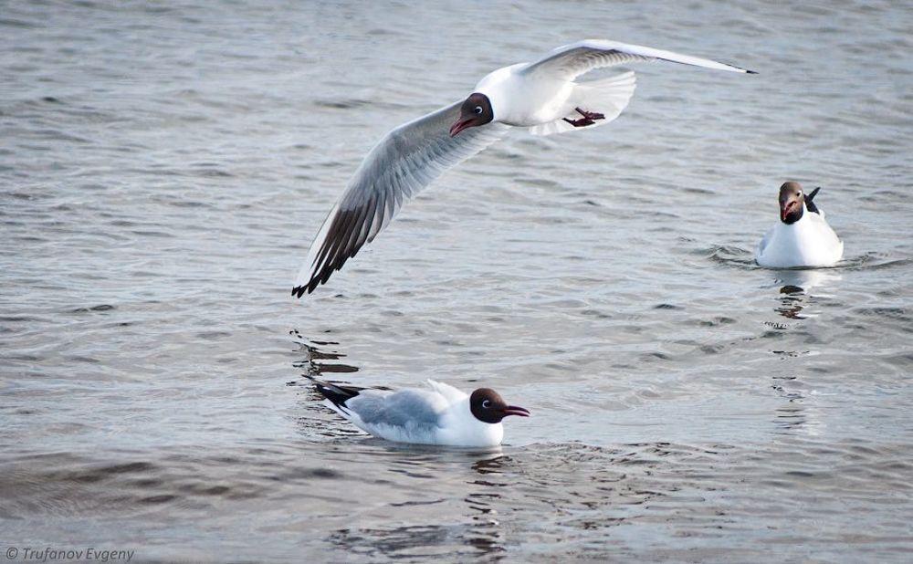 Photo 58881