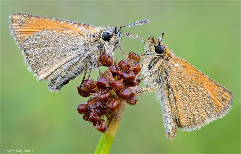 Сплетницы. Толстоголовки (Hesperiidae).