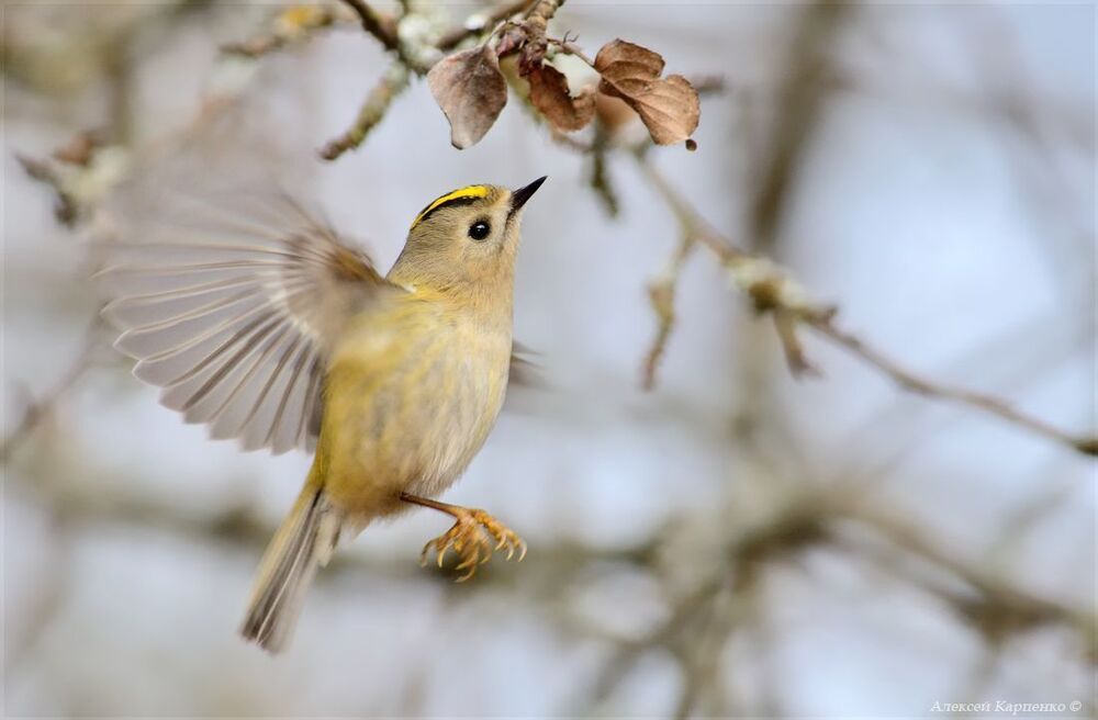 Королек желтоголовый (Regulus regulus).