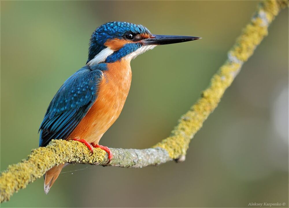 На вечерней зорьке. Зимородок (Alcedo atthis).