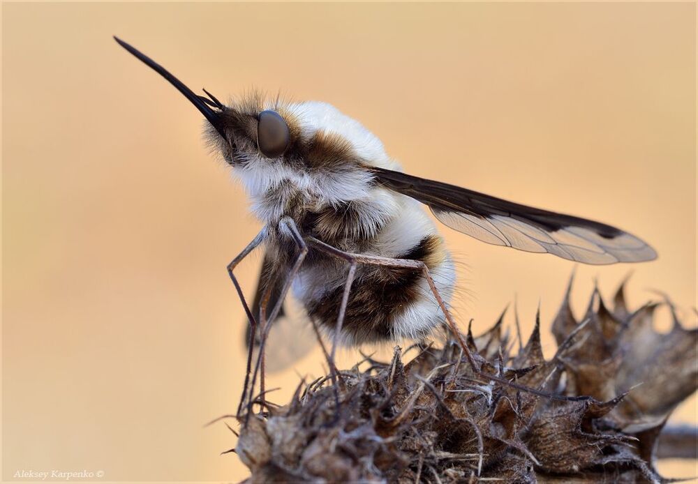 Плюшевый. Жужжало большое (Bombylius major).