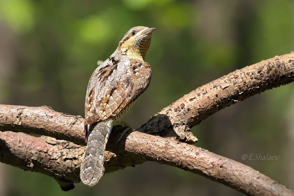 Eurasian Wryneck ,Вертишейка - 	Jynx torquilla