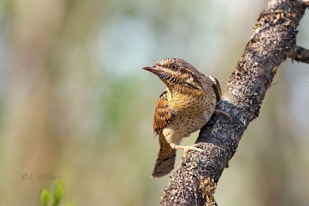 Eurasian Wryneck ,Вертишейка - 	Jynx torquilla