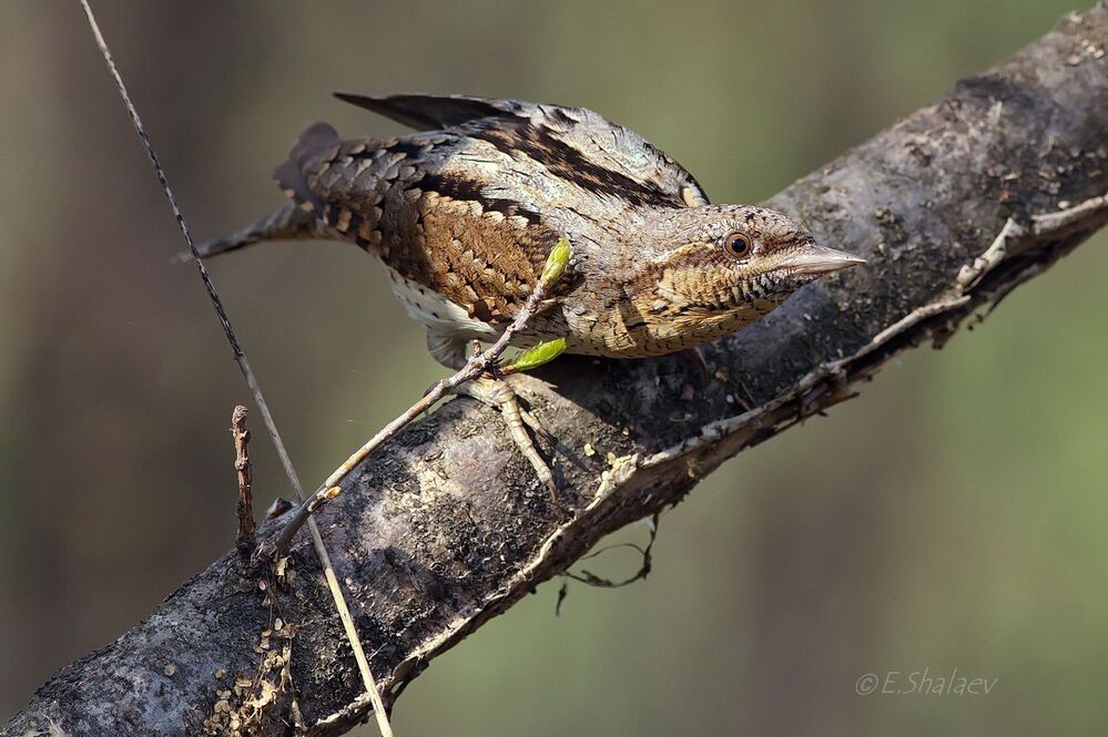 Eurasian Wryneck ,Вертишейка - 	Jynx torquilla