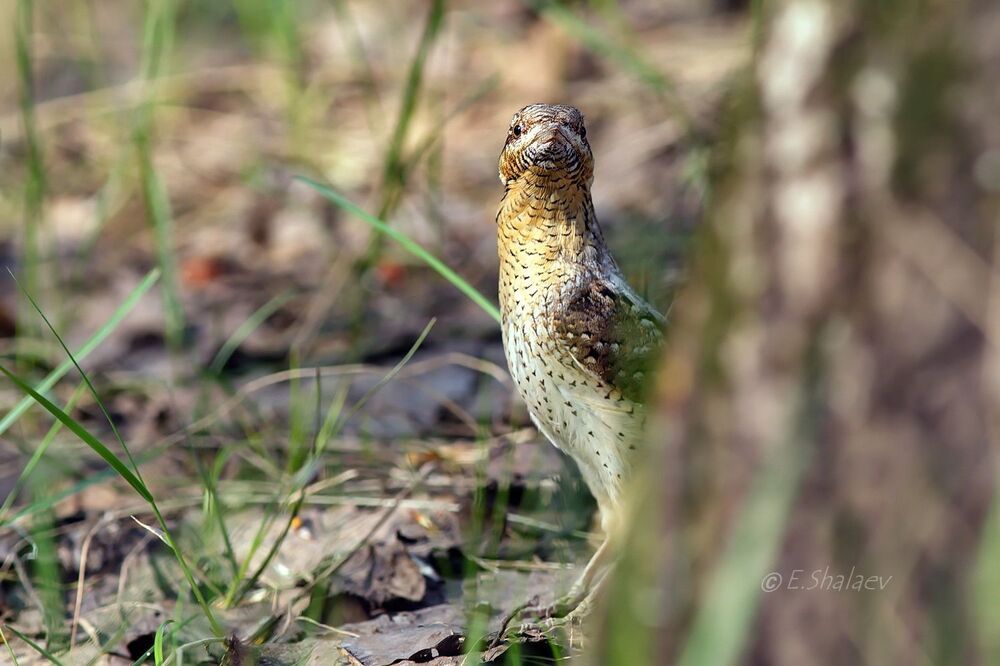 Eurasian Wryneck ,Вертишейка - 	Jynx torquilla