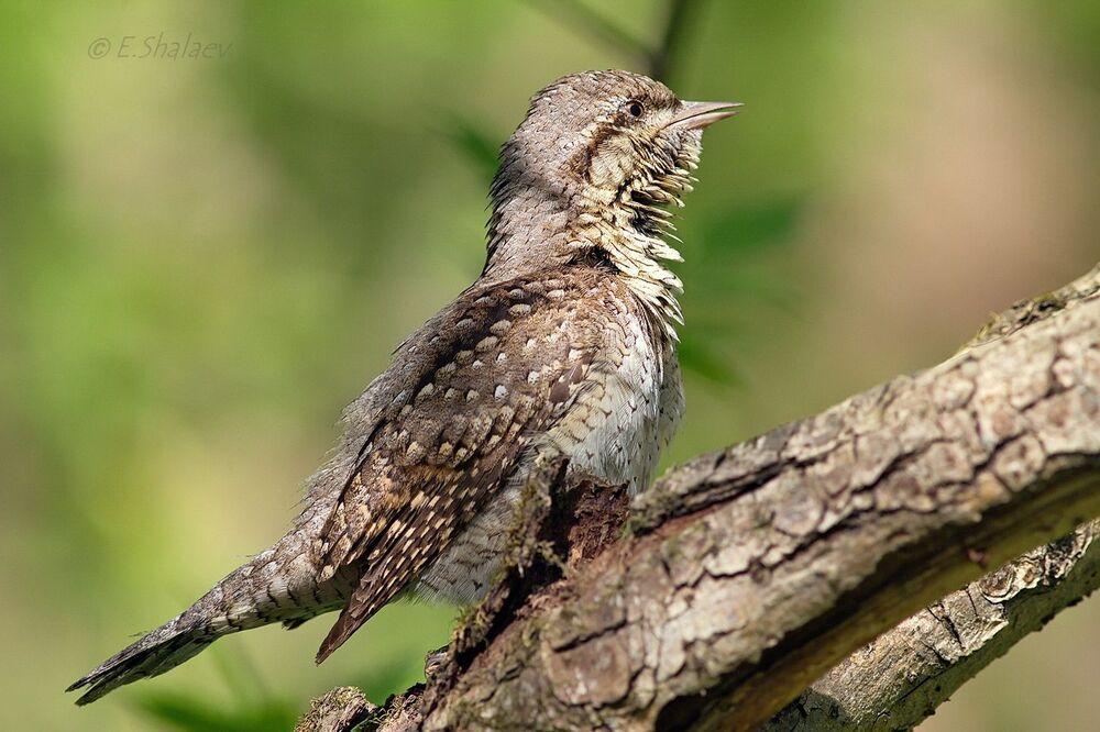 Eurasian Wryneck ,Вертишейка - 	Jynx torquilla