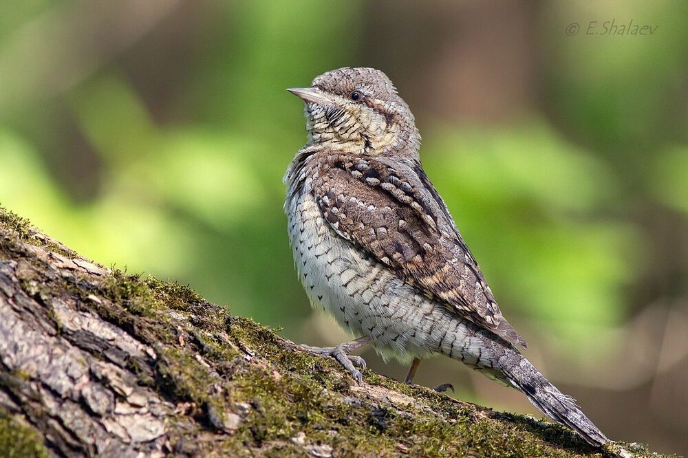 Eurasian Wryneck ,Вертишейка - 	Jynx torquilla
