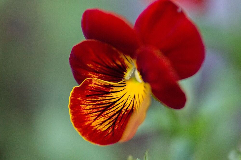 Die Blumen