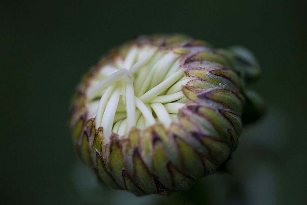 Die Blumen
