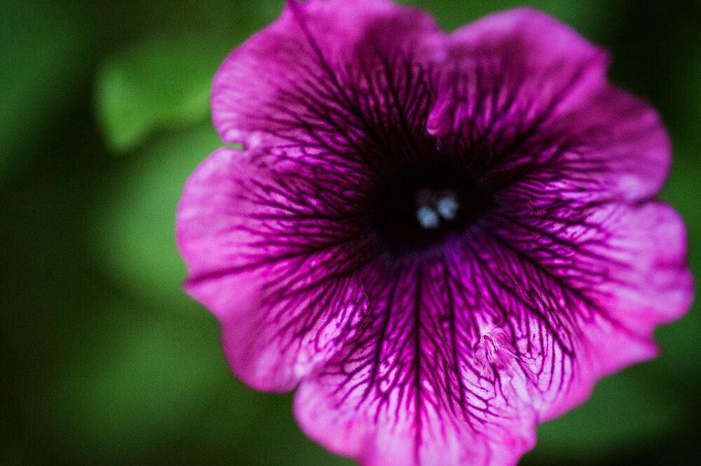 Die Blumen