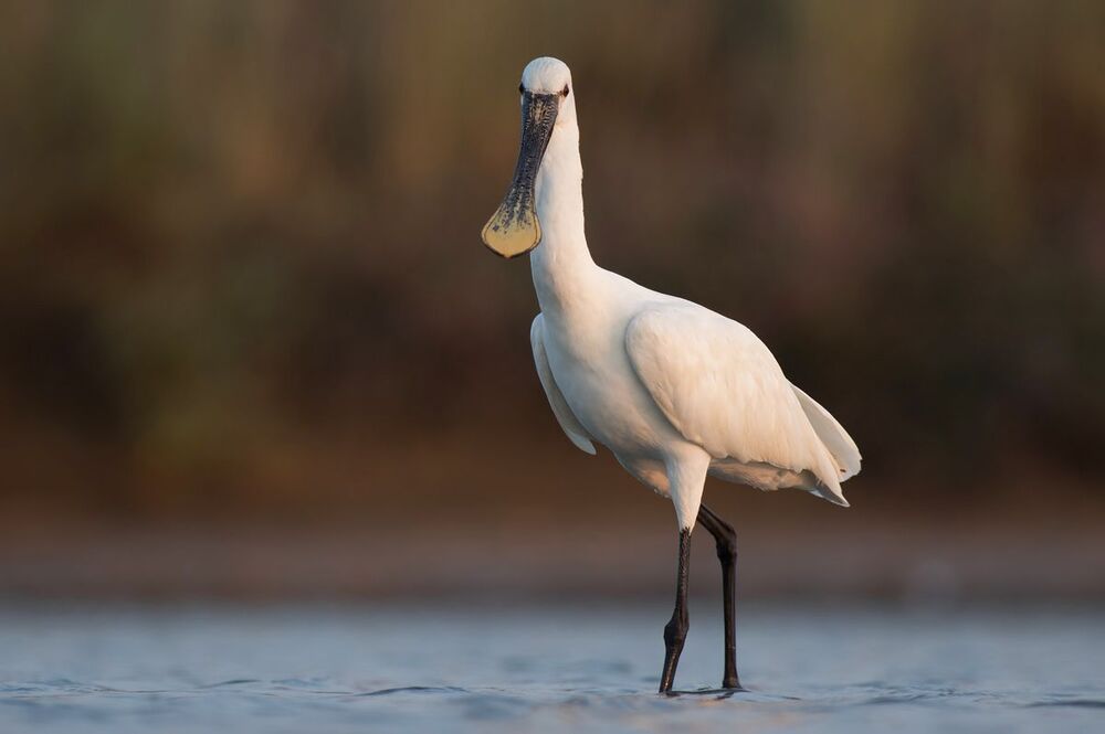 Birds of  Burgas