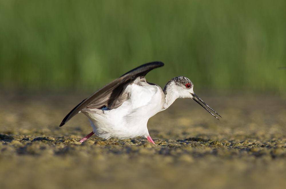 Birds of  Burgas