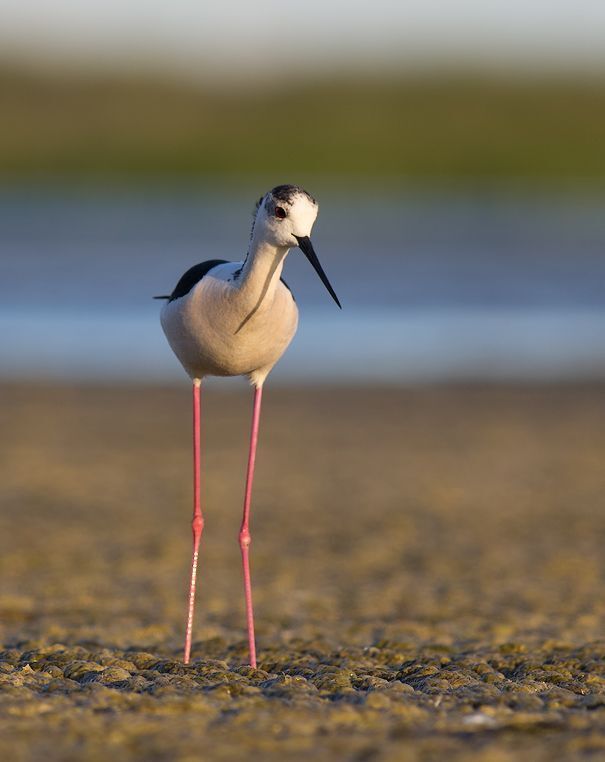 Birds of  Burgas