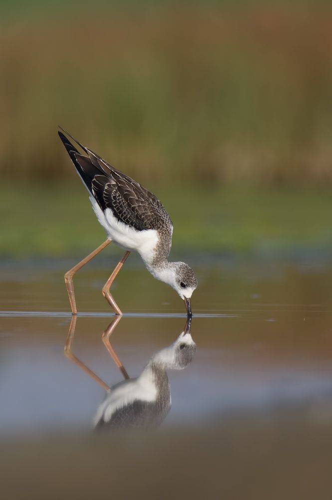 Birds of  Burgas