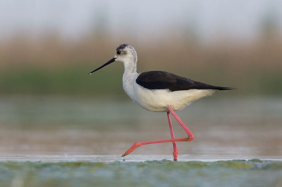 Birds of  Burgas