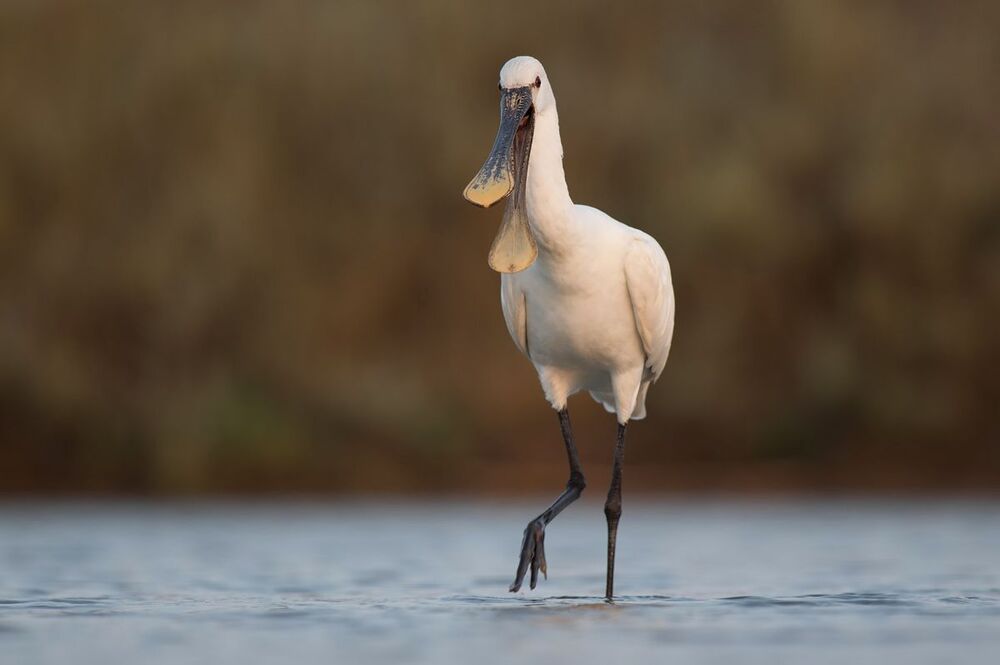 Birds of  Burgas