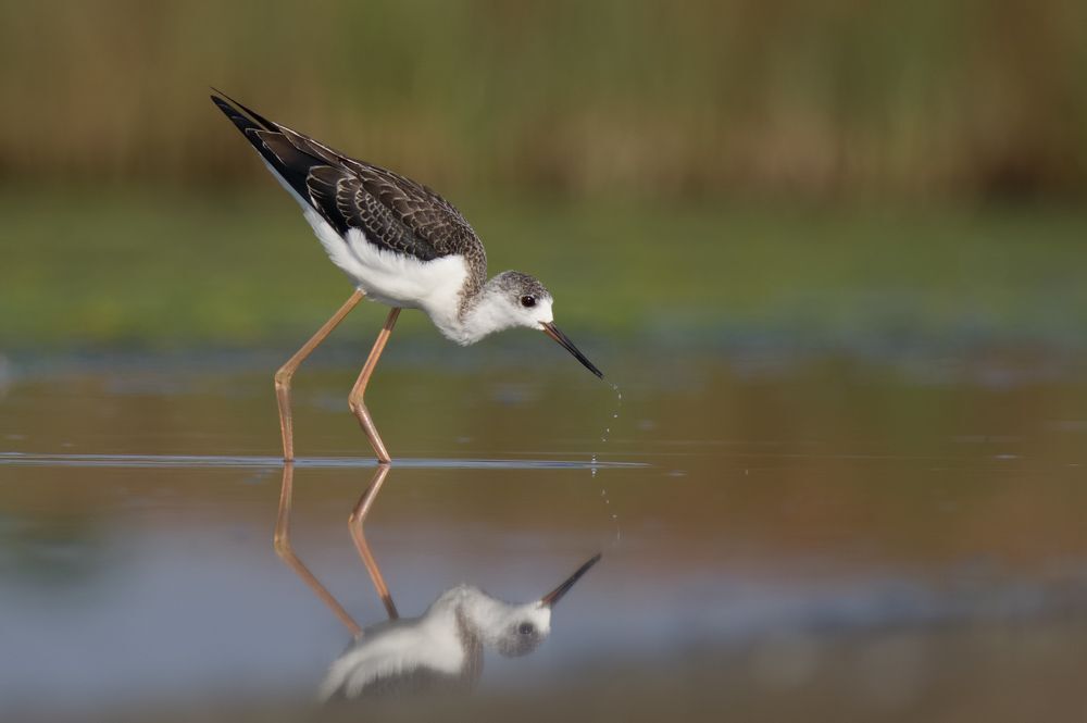 Birds of  Burgas