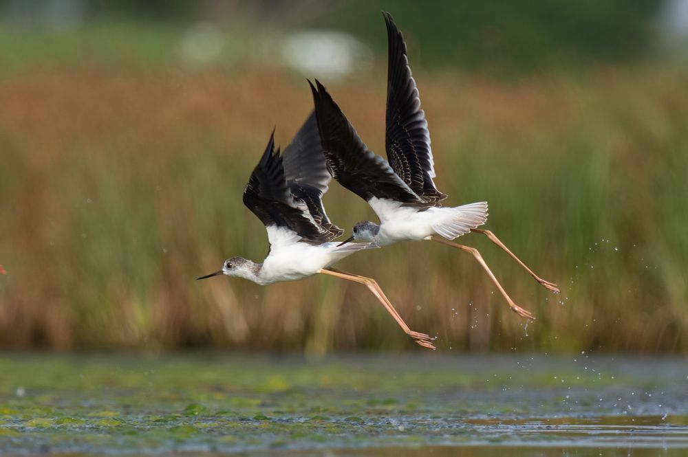 Birds of  Burgas
