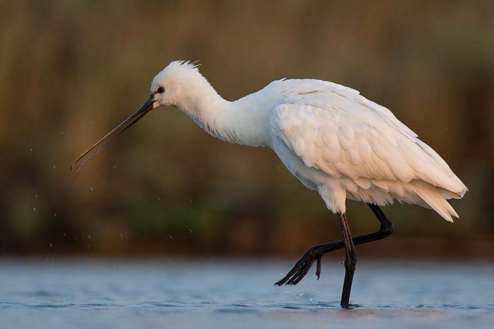 Birds of  Burgas