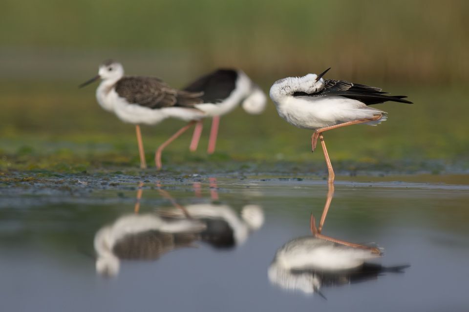 Birds of  Burgas